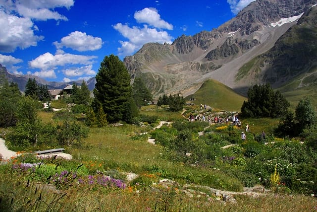 Jardin du col du Lautaret