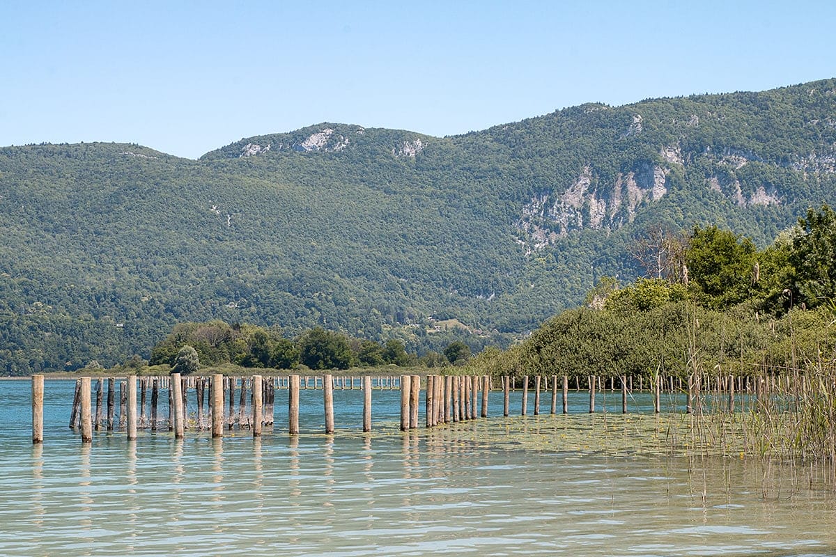 Roselière du lac d'Aiguebelette