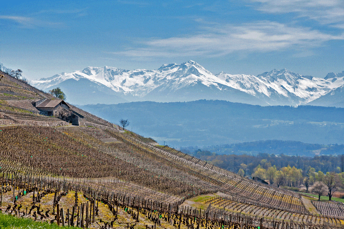 Vignes de Savoie au printemps