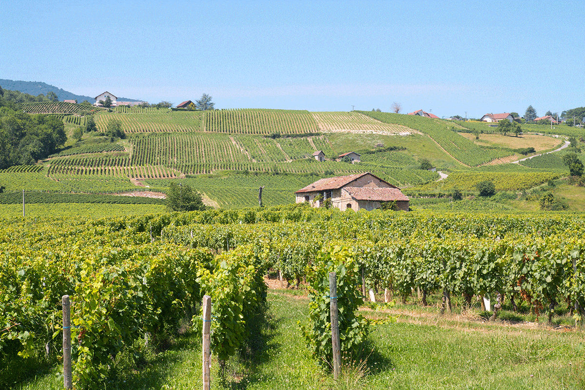 Vignobles de Savoie aux Marches