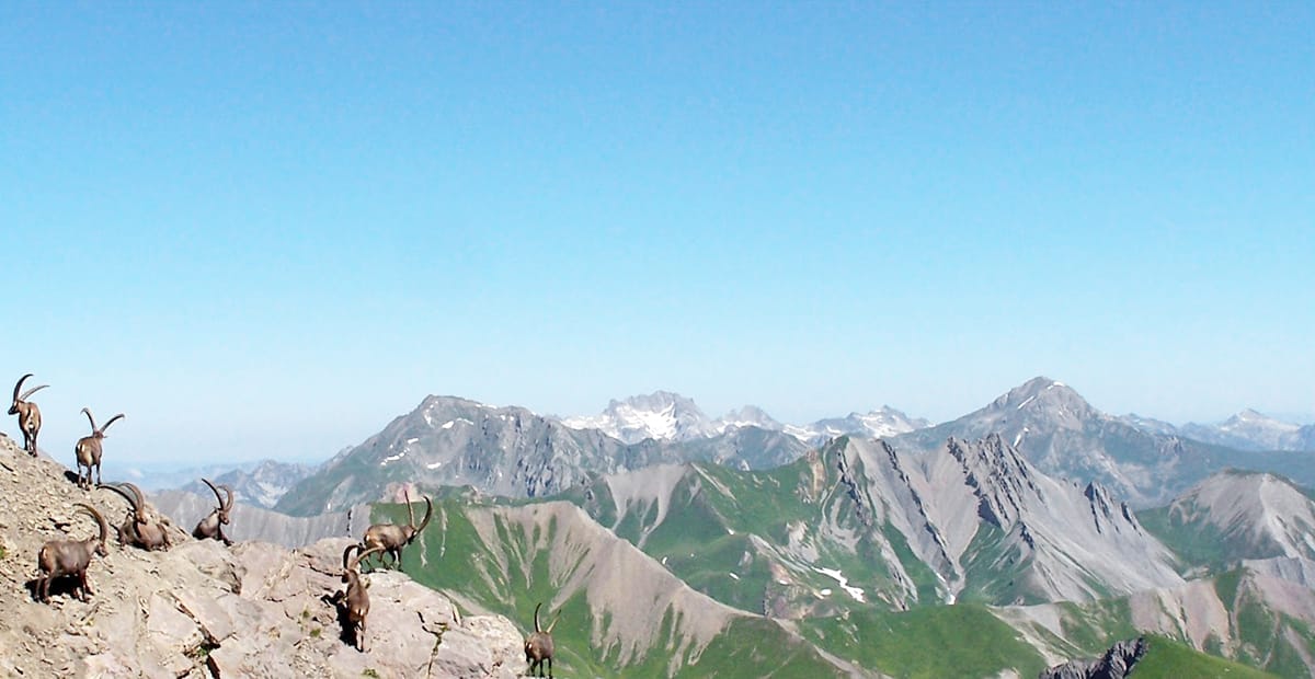 Les bouquetins au Grand Perron des Encombres, entre Maurienne et Tarentaise