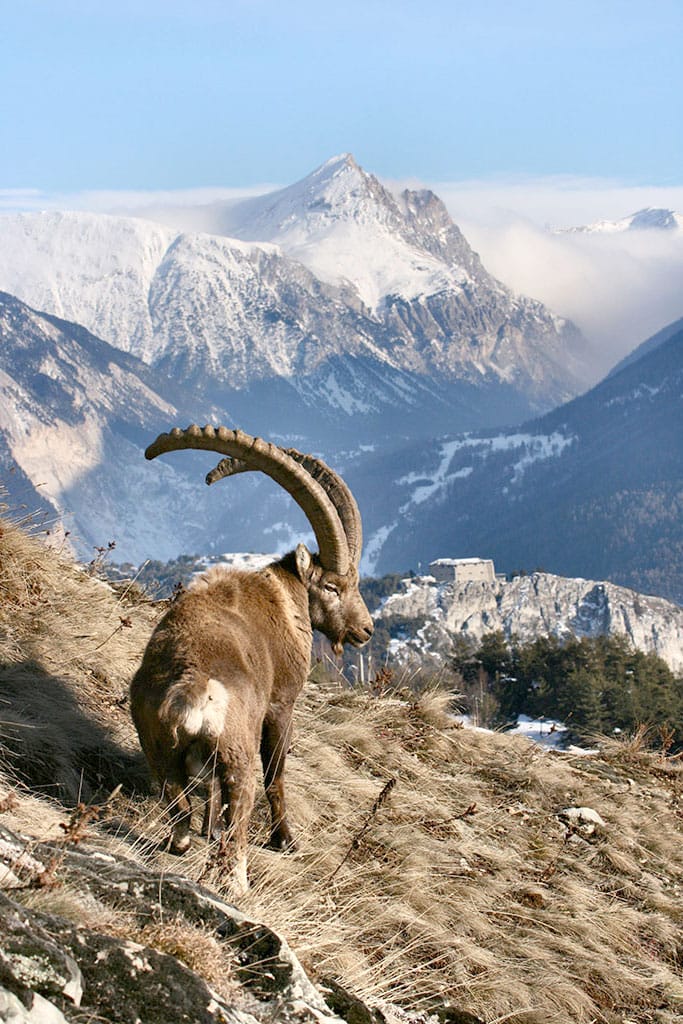 Bouquetin en hiver à Aussois