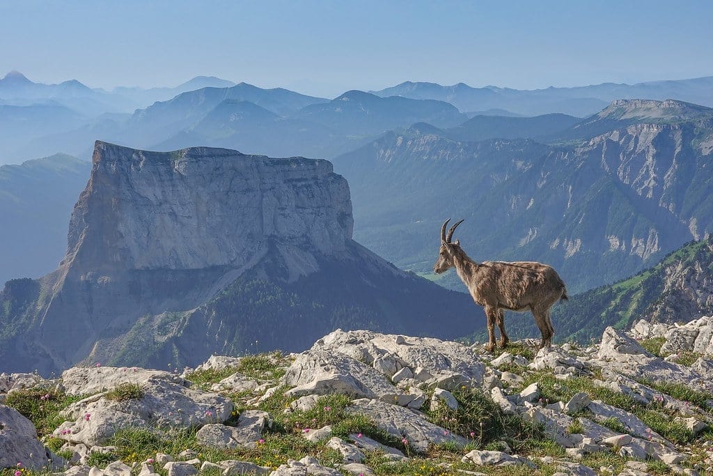 Le mont Aiguille vu depuis le Grand Veymont