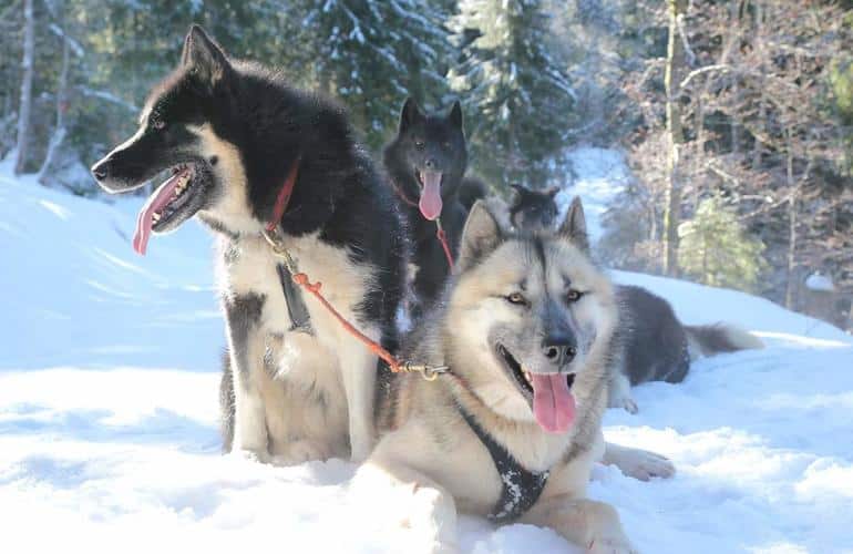Chiens de traineau Manawa