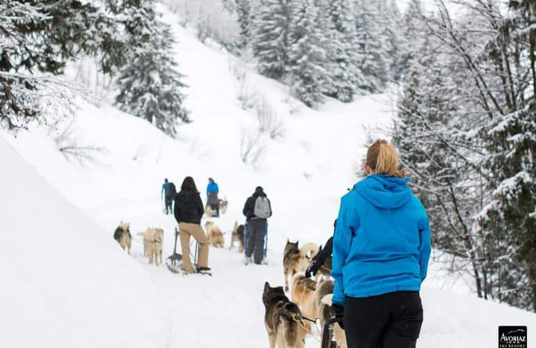 Le chien de traineau est une activité de montagne préférée en hiver mais peu disponible