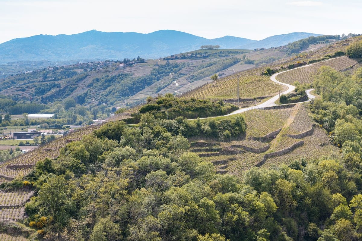 Vignobles des côtes du Rhône proche de Vienne