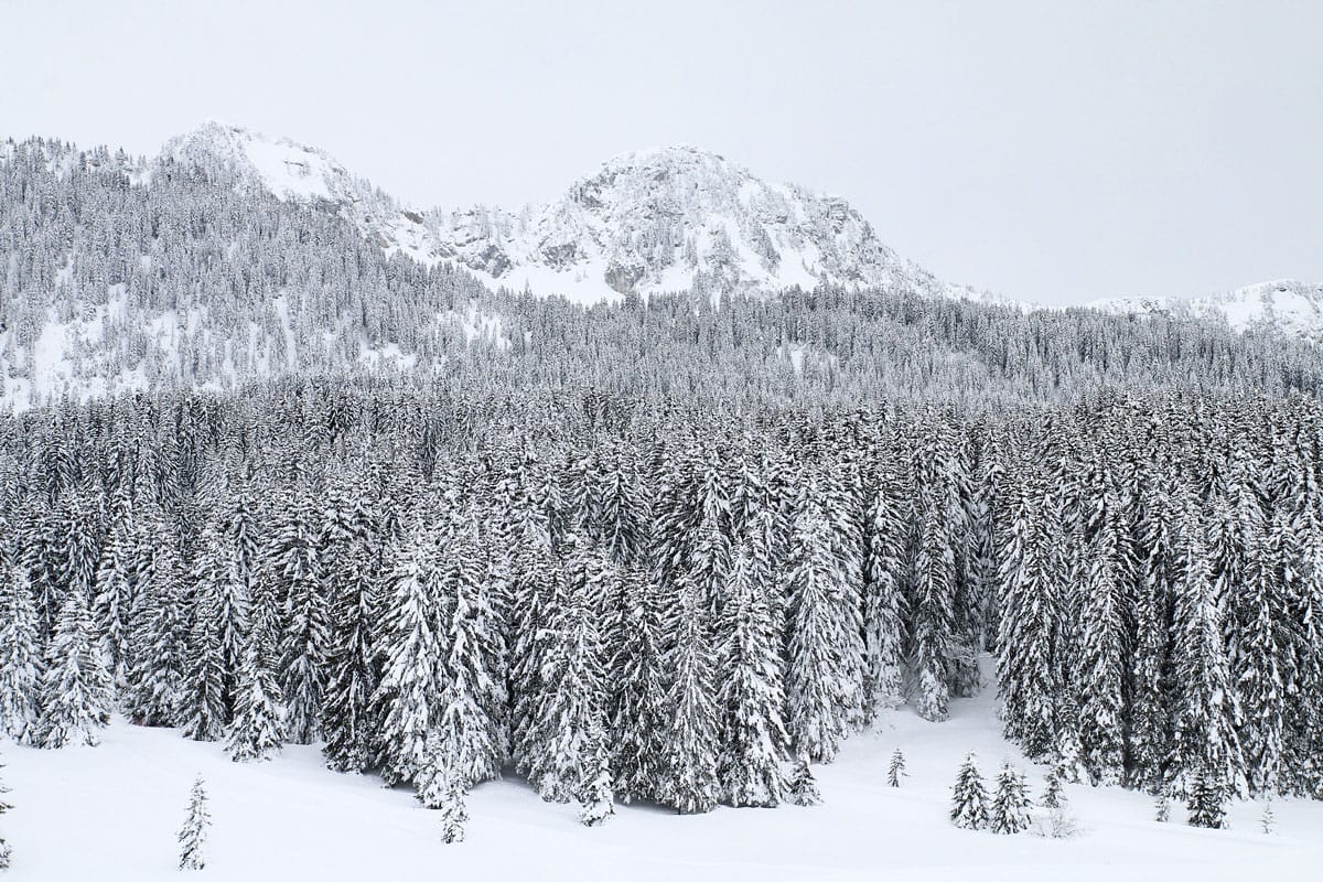 Neige aux Glières en hiver