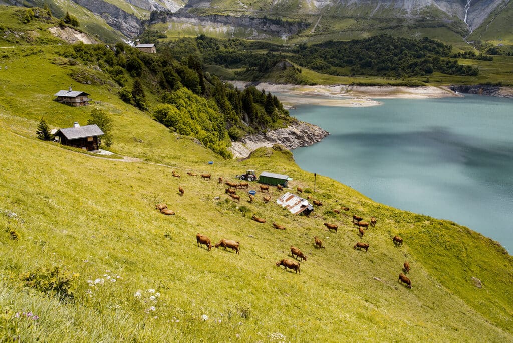 des vaches abondance en alpage à Roselend