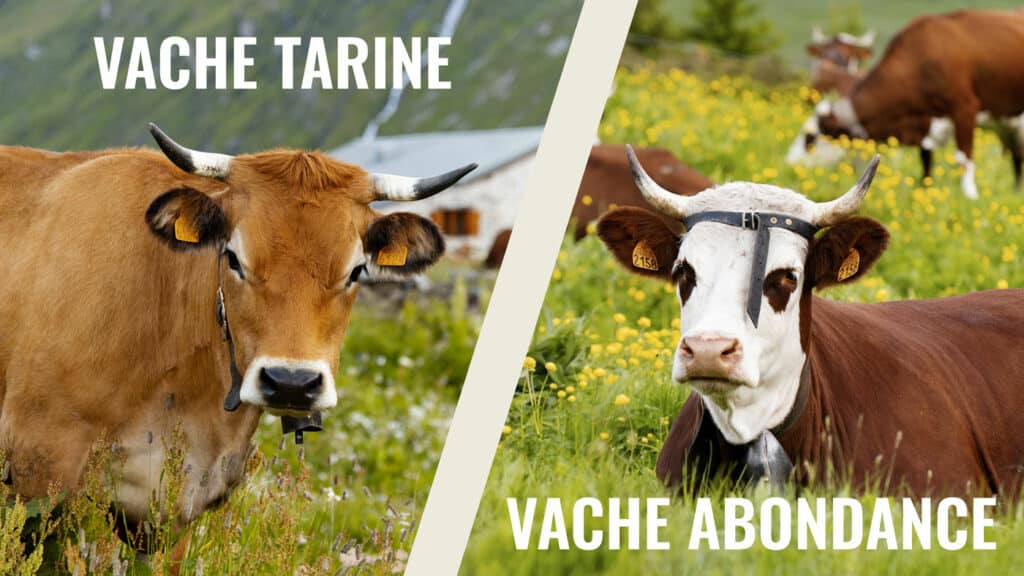 Les vaches tarines et abondances sont les seules autorisées dans le cahier des charges du beaufort