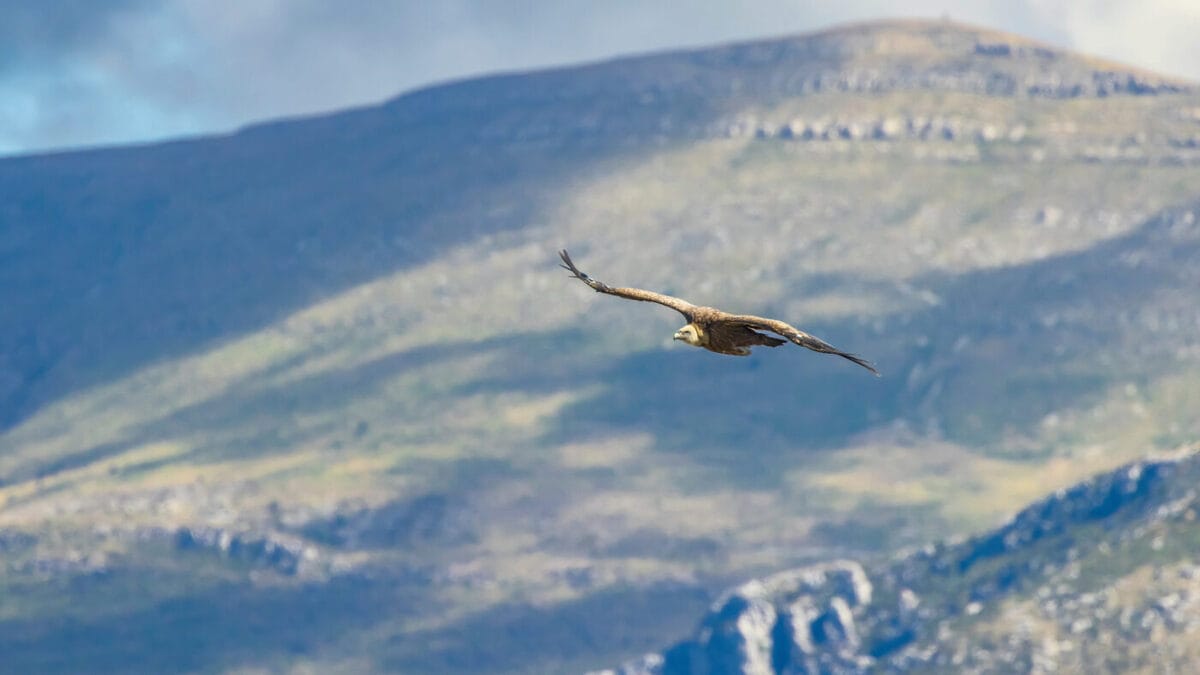 Vol de Vautour dans les Gorges du Verdon