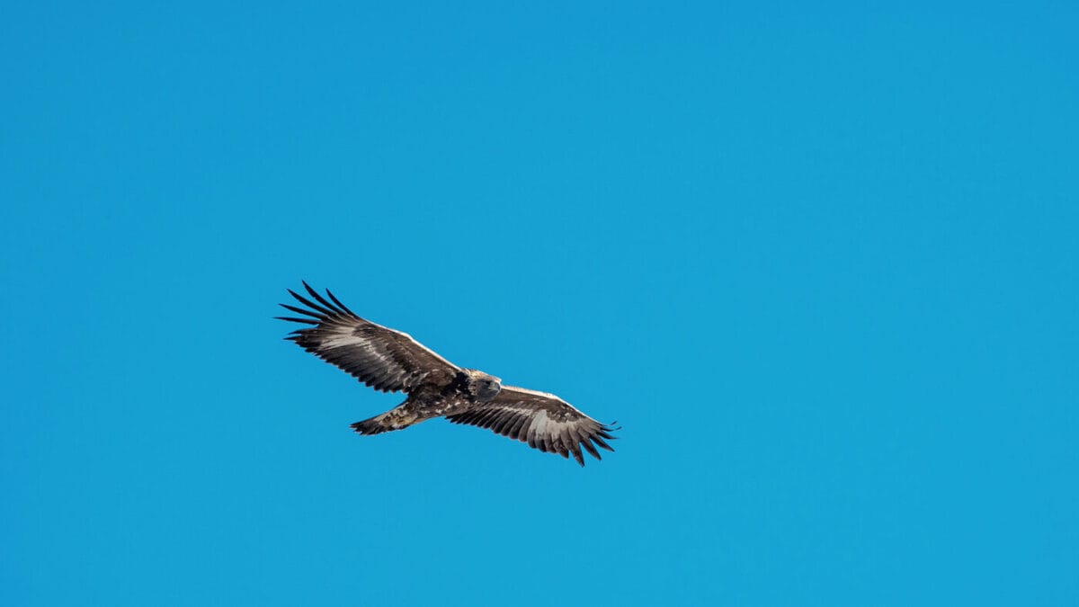 Aigle Royal, un des animaux les plus grandioses des Alpes