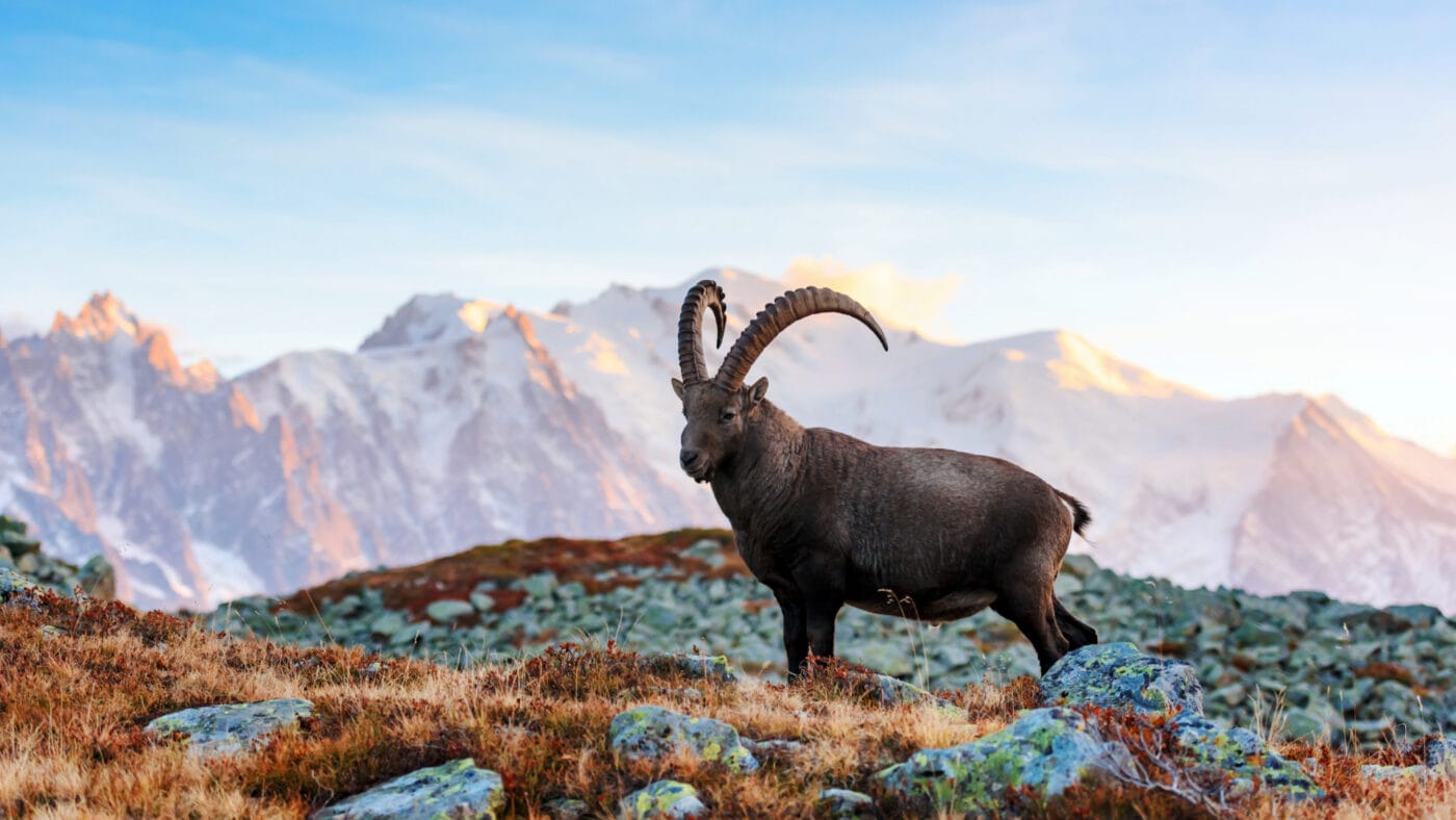 Les animaux des Alpes : notre guide pour observer la faune alpine