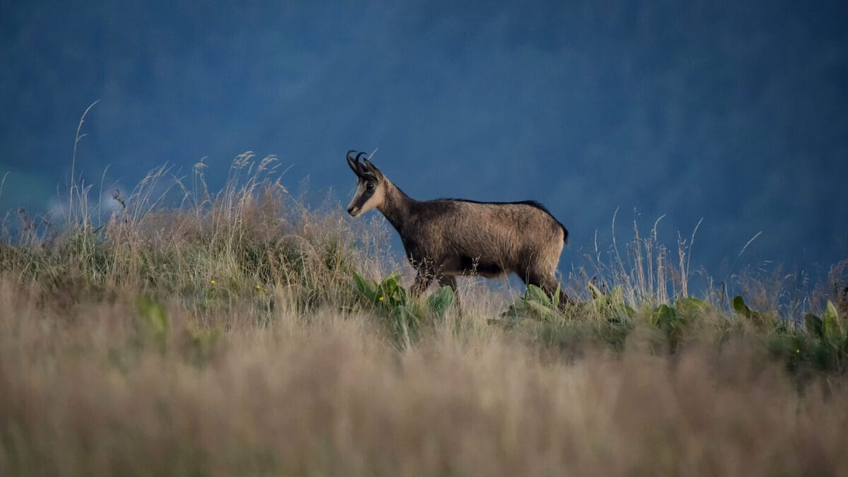 Chamois dans les Alpes au crépuscule